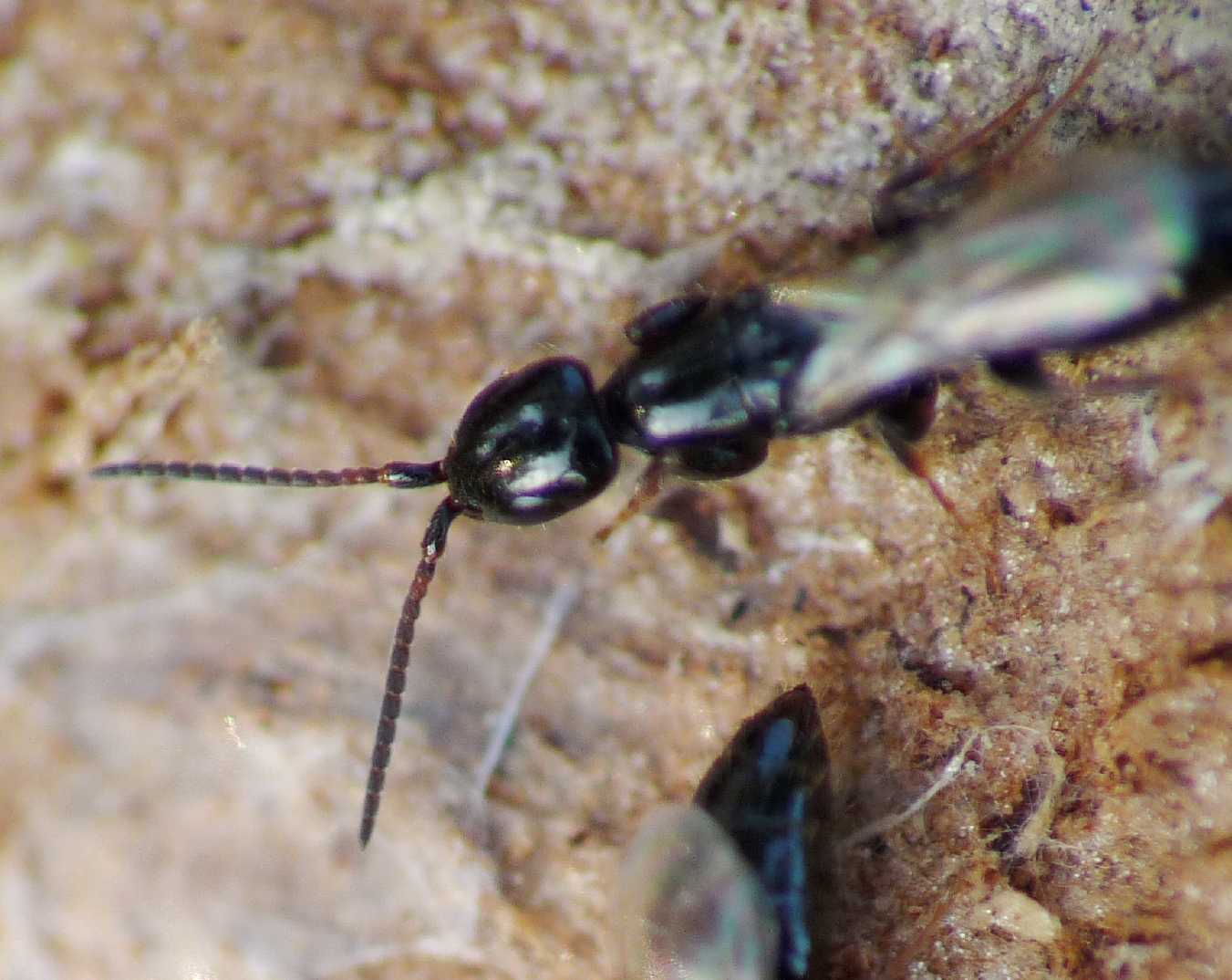 Sclerodermus? No. Bethilidae di un''altra specie